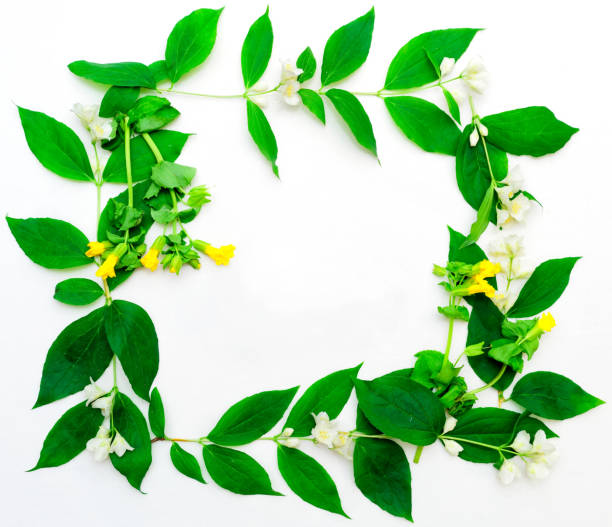 Wreath of jasmine flowers and leaves and yellow field flowers on the...