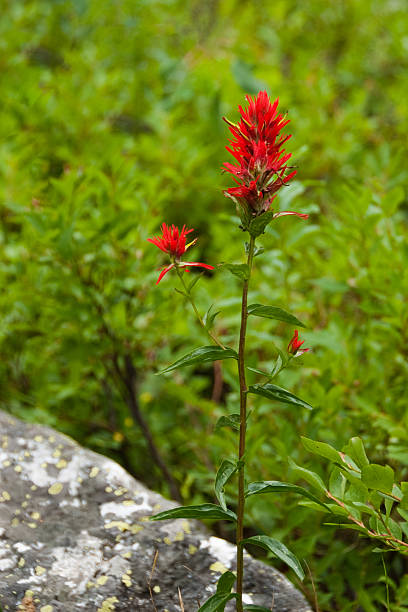Wyoming Paintbrush The 200 species of Castilleja are commonly known as Indian Paintbrush. These annual and perennial plants are native to the western part of the Americas from Alaska south to the Andes, northern Asia, and one species as far west as the Kola Peninsula in northwestern Russia. These plants are classified in the broomrape family. They are considered a parasitic plant which grows on the roots of grasses and forbs. The name honors the Spanish botanist Domingo Castillejo. In Northern Arizona they can be found in open meadows among the grasses they need to thrive. These Castilleja were photographed by the Bradley and Taggart Lakes Trail in Grand Teton National Park, Wyoming, USA. jeff goulden wildflower stock pictures, royalty-free photos & images
