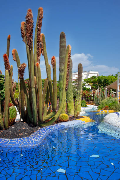 Xeriscape garden in the Mini Golf Santiago, Las Americas, Tenerife, Canary Islands, Spain stock photo