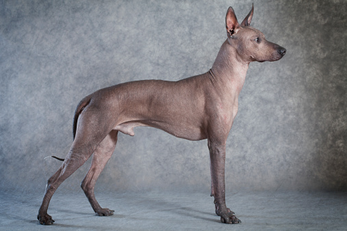 Xoloitzcuintle Dog Stock Photo - Download Image Now - Mexican Hairless ...