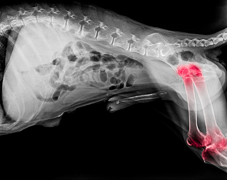 Xray Film Of Dog Lateral View With Red Highlight In Hip And Knee Joint