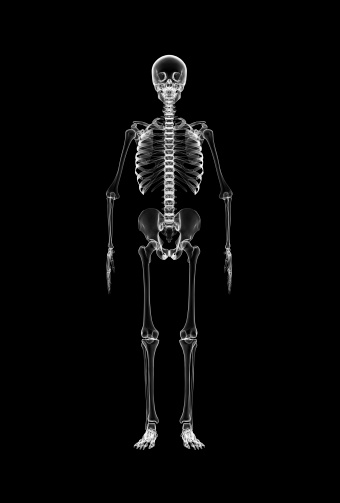 xray-full-body-of-skeleton-picture-id505604541