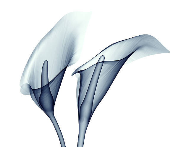 x-ray image flower isolated on white , the calla lilly x-ray image of a flower  isolated on white , the calla lilly 3d illustration plant xray stock pictures, royalty-free photos & images