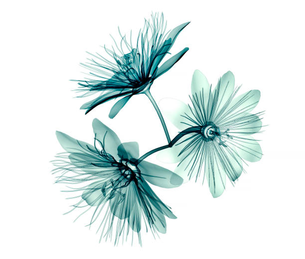 x-ray image flower isolated  , passion flower x-ray image of a flower  isolated on white , the passion flower 3d illustration xray nature stock pictures, royalty-free photos & images
