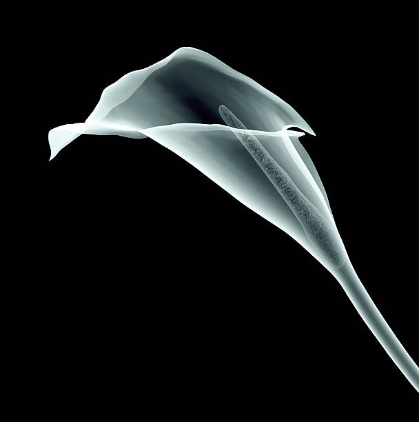 xray image of a calla flower isolated on black xray image of a calla flower isolated on black with clipping path plant xray stock pictures, royalty-free photos & images