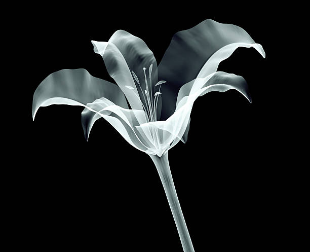 xray image of a flower isolated on black xray image of a flower isolated on black with clipping path xray nature stock pictures, royalty-free photos & images