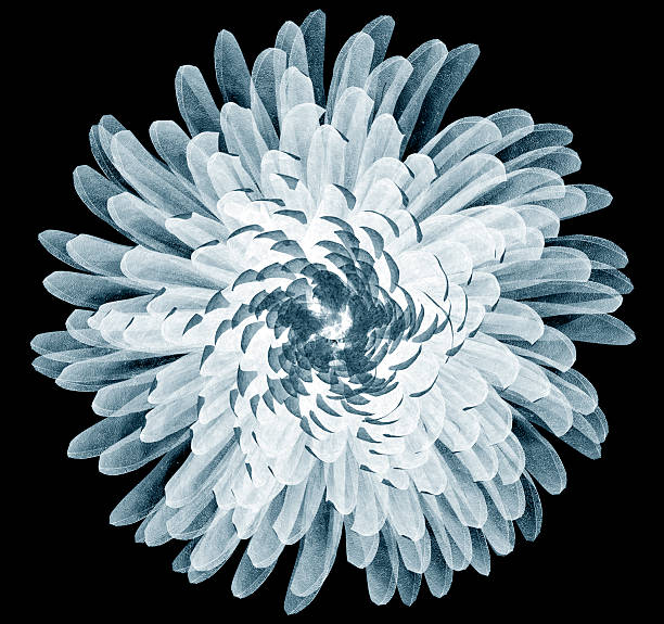 x-ray image of a flower isolated on black , Pompon Chrysanthemum x-ray image of a flower  isolated on black, the Pompon Chrysanthemum 3d illustration xray nature stock pictures, royalty-free photos & images