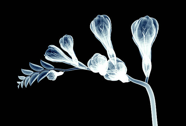 x-ray image of a flower isolated on black , the freesia x-ray image of a flower  isolated on black , freesia 3d illustration plant xray stock pictures, royalty-free photos & images