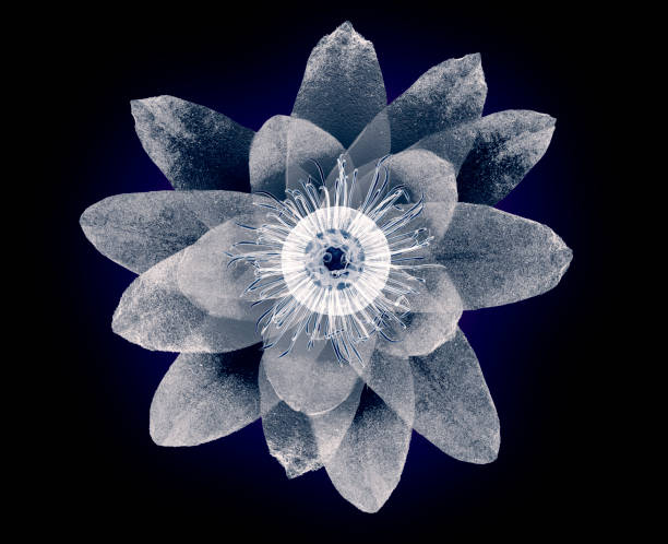x-ray image of a flower  isolated on black, the lotus 3d illustration. x-ray image of a flower  isolated on black, the lotus 3d illustration plant xray stock pictures, royalty-free photos & images