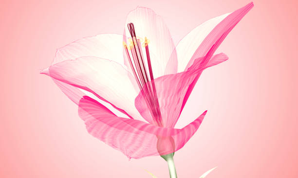 x-ray image of a flower  isolated on pink, the Ameryllis 3d illustration. x-ray image of a flower  isolated on pink, the Ameryllis 3d illustration xray nature stock pictures, royalty-free photos & images