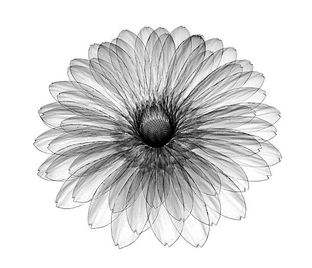 x-ray image of a flower isolated on white , the gebera x-ray image of a flower  isolated on white , the gebera 3d illustration xray nature stock pictures, royalty-free photos & images