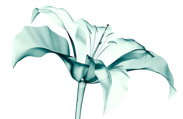 x-ray image of a flower isolated on white , the lilly x-ray image of a flower  isolated on white , the lilly 3d illustration xray nature stock pictures, royalty-free photos & images