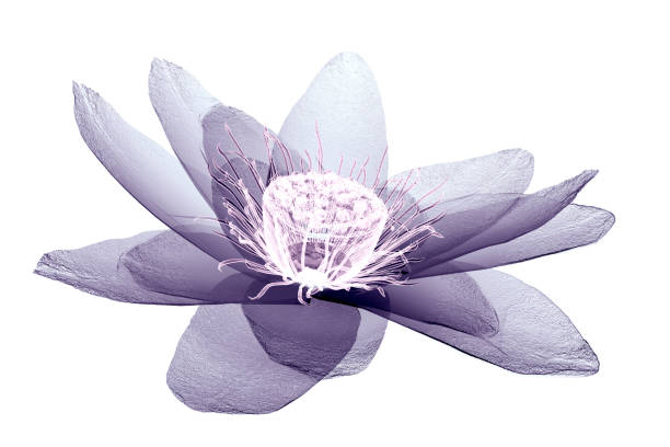 x-ray image of a flower  isolated on white, the lotus 3d illustration. x-ray image of a flower  isolated on white, the lotus 3d illustration xray nature stock pictures, royalty-free photos & images