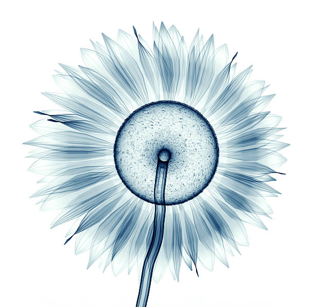 x-ray image of a flower isolated on white , the sunflower x-ray image of a flower  isolated on white , the sunflower 3d illustration xray nature stock pictures, royalty-free photos & images