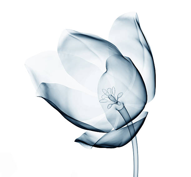 x-ray image of a flower isolated on white , the tulip x-ray image of a flower  isolated on white , the tulip 3d illustration xray nature stock pictures, royalty-free photos & images