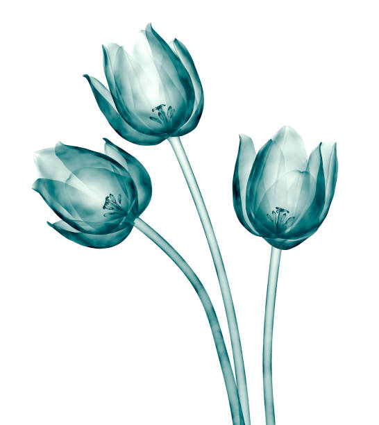 x-ray image of a flower isolated on white , the tulip x-ray image of a flower  isolated on white , the tulip 3d illustration plant xray stock pictures, royalty-free photos & images