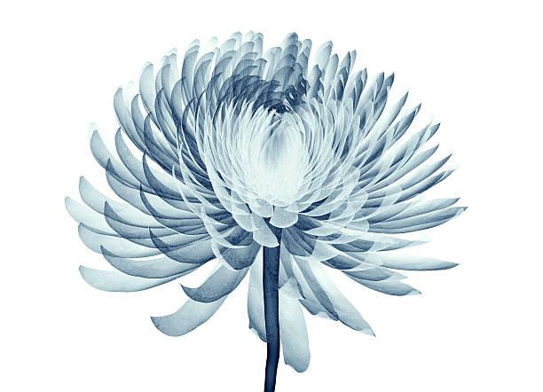 x-ray image of a flower isolated , the Pompon Chrysanth x-ray image of a flower  isolated on white , the Pompon Chrysanthemum 3d illustration xray nature stock pictures, royalty-free photos & images