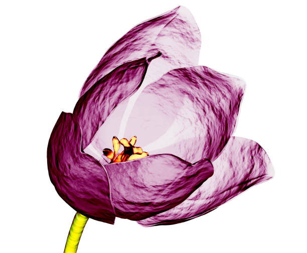 xray image of a tulip flower isolated on white xray image of a tulip flower on white with clipping path,  3d illustration xray nature stock pictures, royalty-free photos & images