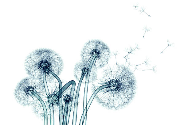 x-ray image of flower isolated on white , the Taraxacum dandel x-ray image of a flower  isolated on white , the Taraxacum dandelion 3d illustration plant xray stock pictures, royalty-free photos & images