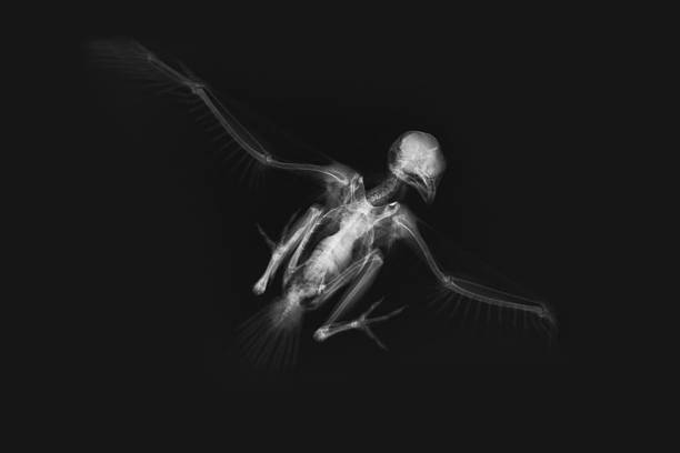 x-ray de skeleton oiseaux - squelette oiseau photos et images de collection