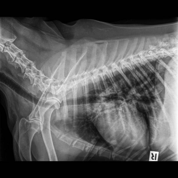 xray of dog lateral view closed up in thorax standard and chest with picture