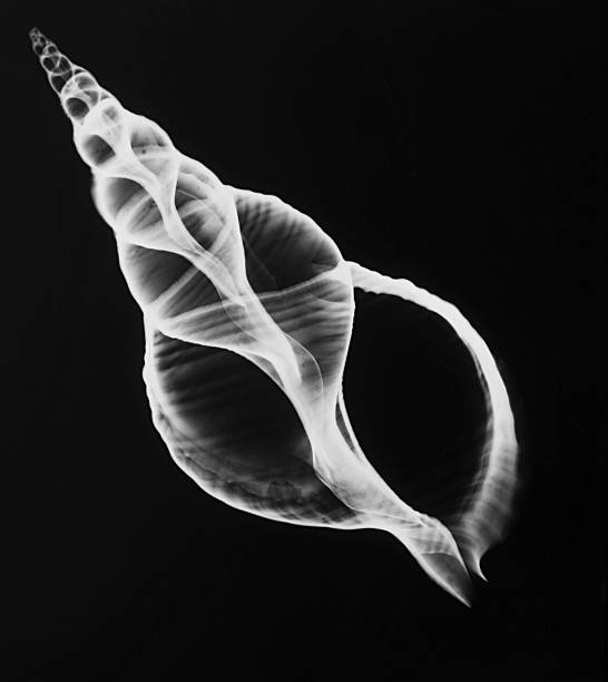 X-Ray of Seashell X-Ray of Seashell - Triton Trumpet Shell xray nature stock pictures, royalty-free photos & images
