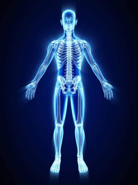x-ray of skelett - menschliches skelett stock-fotos und bilder