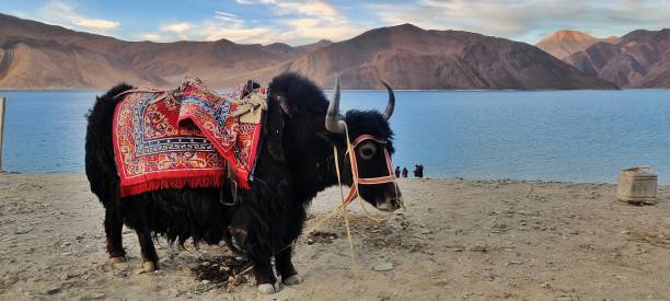 Yak at Pangong Lake Ladakh stock photo