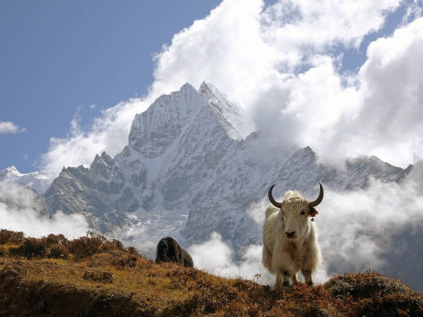 Yak in the Himalayas Curious Yak at the front of Thamserku peak himalayas stock pictures, royalty-free photos & images