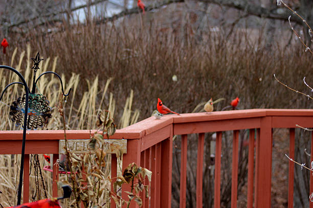 Yard Full of Cardinals stock photo