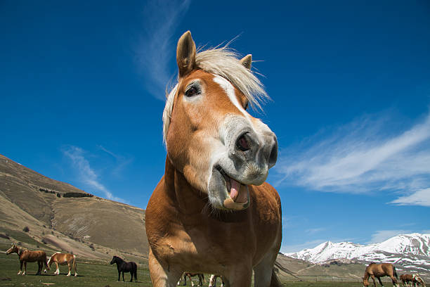 Best Ugly Horse Stock Photos, Pictures & Royalty-Free ...