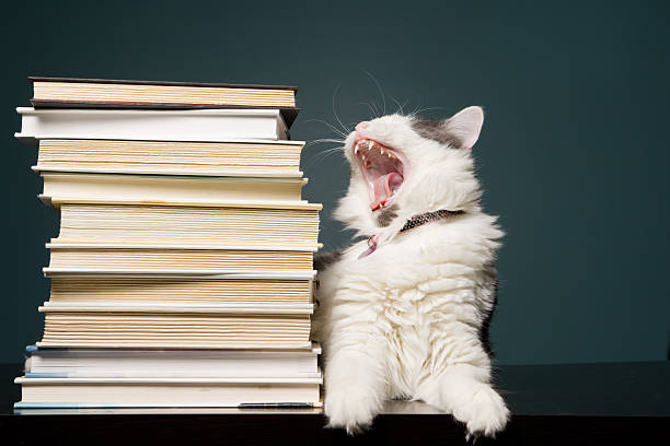 yawning car with stack of books - book cat imagens e fotografias de stock