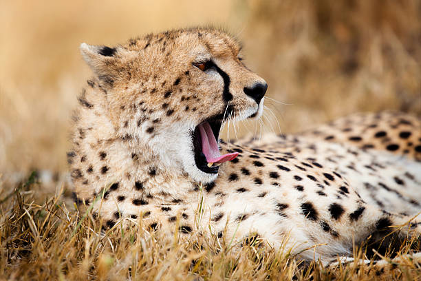 Yawning Cheetah, Masai Mara, Kenya stock photo