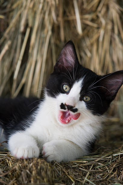 Yawning kitten with a cute 'mustache' stock photo