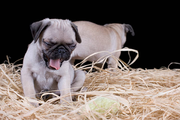 Yawning pug puppy stock photo