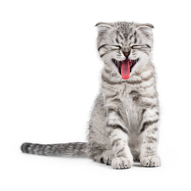 Yawning Scottish kitten Yawning grey Scottish kitten. Isolated over white animal tongue stock pictures, royalty-free photos & images