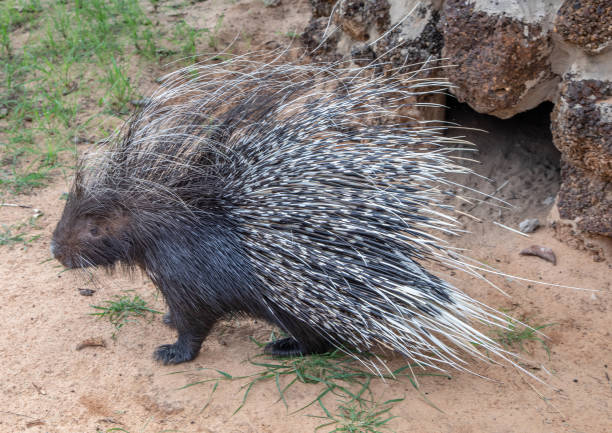 18 year old Cape Crested Porcupine on a farm at Namibia during summer stock photo