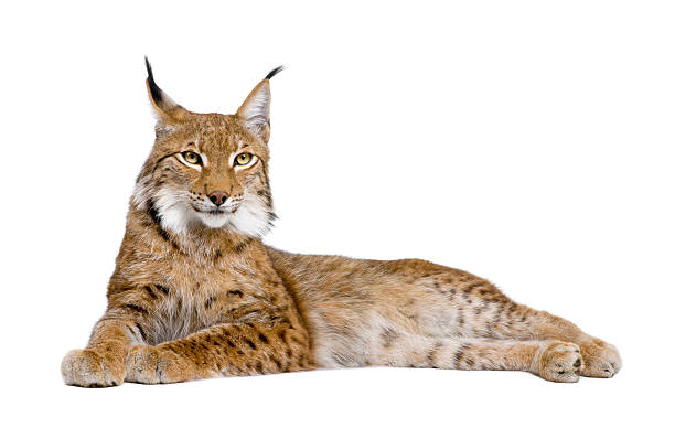 5 year old Eurasian Lynx on a white background Eurasian Lynx (5 years old) in front of a white background. bobcat stock pictures, royalty-free photos & images