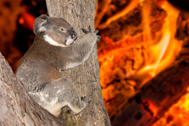yelling crying koala in australia bush fire stock photo