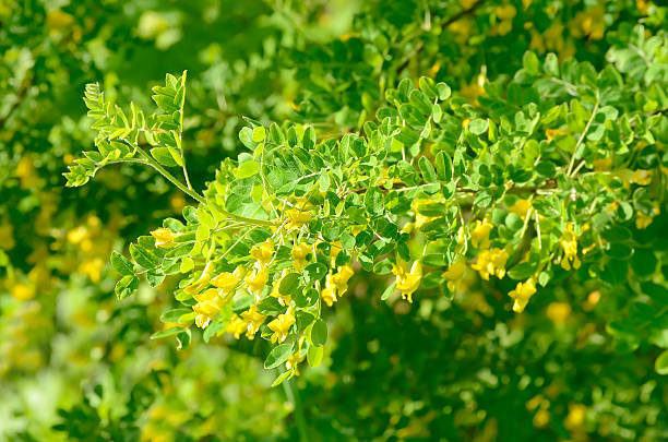 Yellow acacia tree