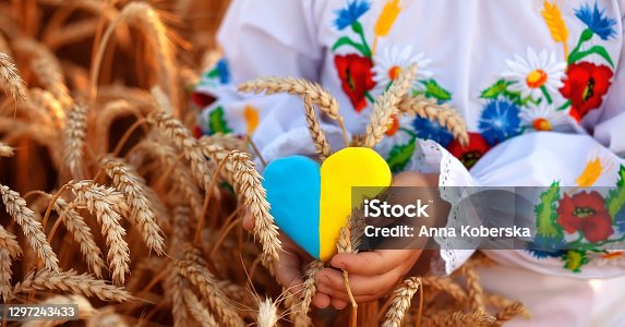 istock A yellow and blue heart and spikelets of wheat in the hands of a child in an embroidered shirt ( vyshyvanka). Wheat field at sunset.Unity Day, Independence Day of Ukraine, Embroidery Day 1297243433