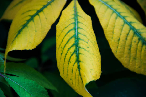 hojas amarillas y verdes en highland park rochester new york - highland park fotografías e imágenes de stock