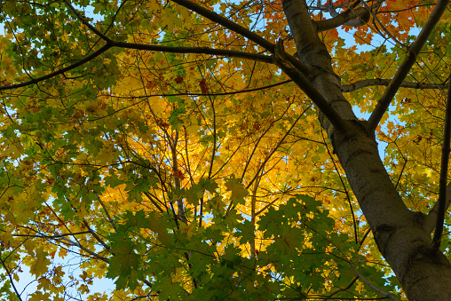 Close-up of scenic of beautiful vivid colorful autumn Branches of maple,