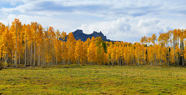 Photo of Yellow and green trees in front of the mountain