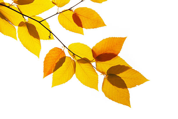 Yellow and orange leaves stock photo