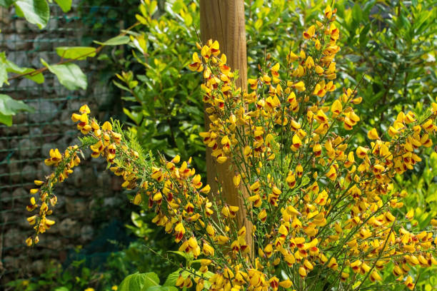 Yellow and Red Cytisus Scoparius Yellow and red flowers on a Cytisus Scoparius, a perennial leguminous shrub also known as Common Broom, Scotch Broom and English Broom"n scotch broom stock pictures, royalty-free photos & images