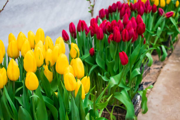 Yellow and red tulips in seedling boxes. Growing flowers in greenhouse stock photo