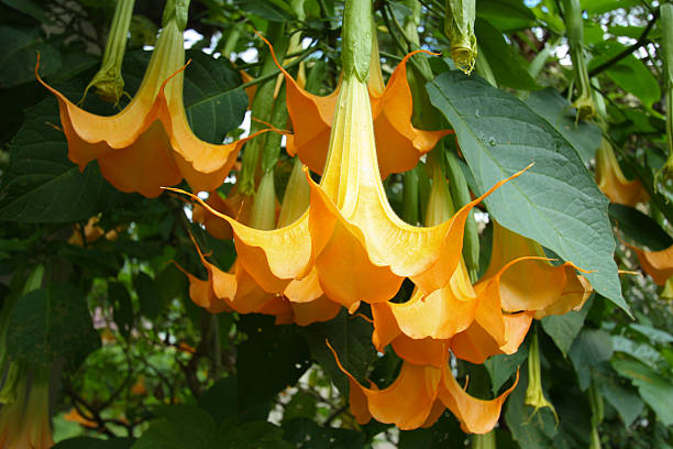 Yellow Angel Trumpets Flowers Yellow Angel Trumpets Flowers angel's trumpet flower stock pictures, royalty-free photos & images