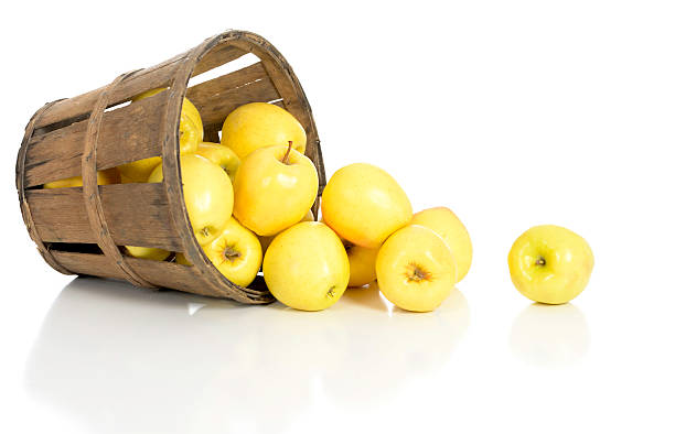 Yellow Apples Spilling From an Old Tipped Basket stock photo