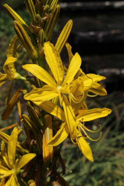 "Yellow Asphodel" flower - Asphodeline Lutea stock photo